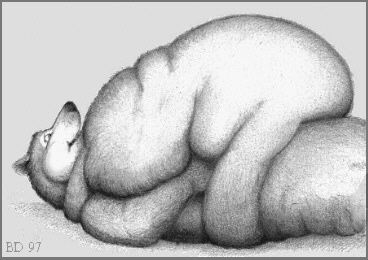 BD_ST2.jpg (32967 bytes)